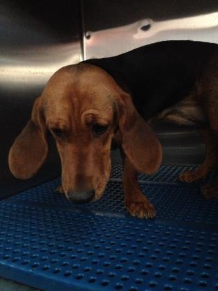 animal breeder elpaso il animal breeder elpaso il