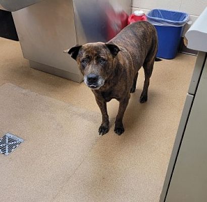 Main Photo of this Dog