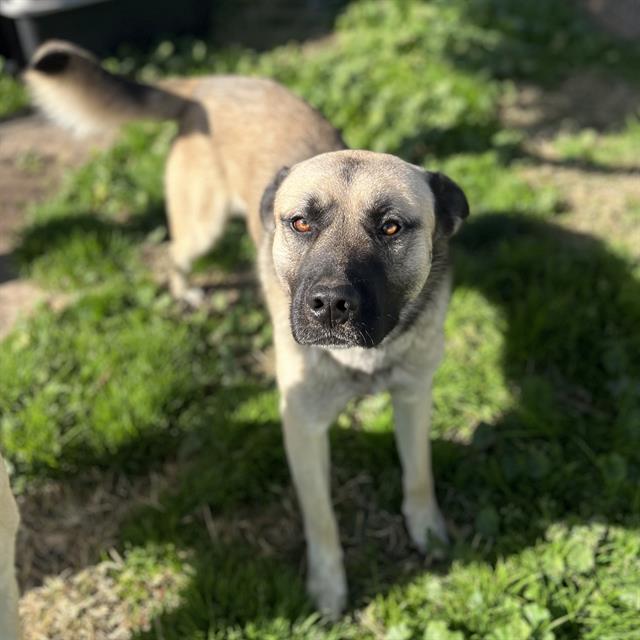 Main Photo of this Dog