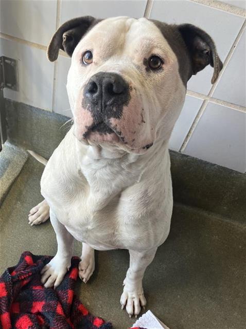 Main Photo of this Dog