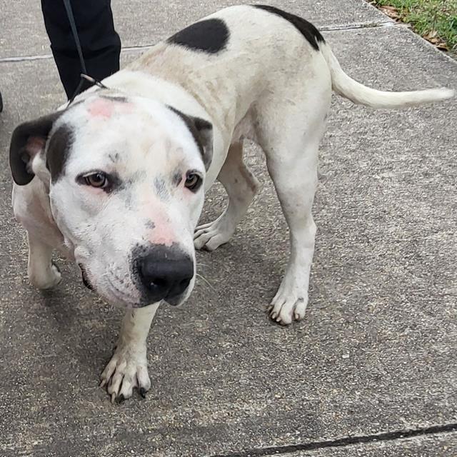 Other Photos of thie Dog