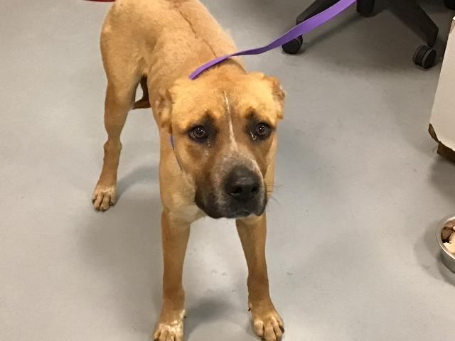 Main Photo of this Dog