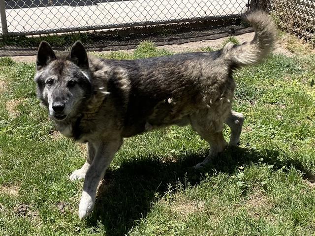 Other Photos of thie Dog