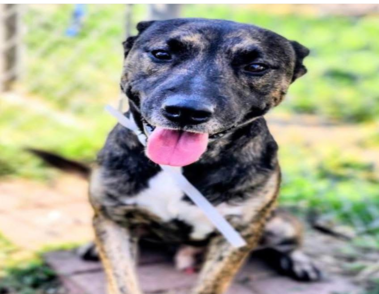 Main Photo of this Dog