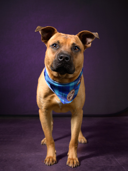 Bandicoot, a Pit Bull Terrier, available for adoption