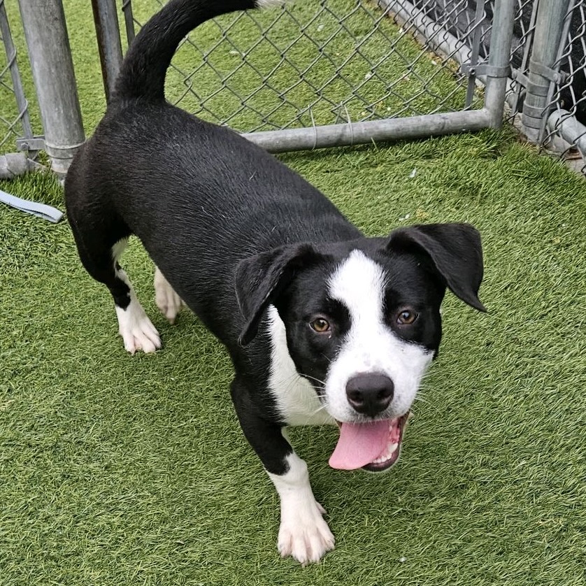 Aurora, a Pit Bull Terrier, available for adoption