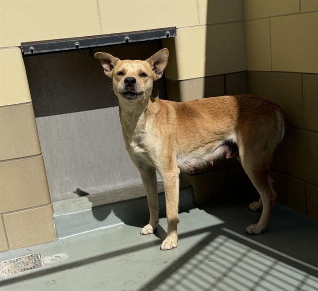 Other Photos of thie Dog