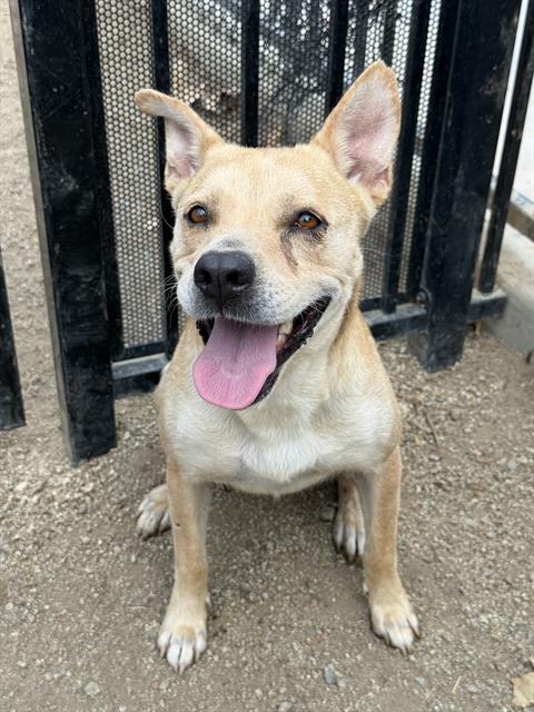 Jessie, a German Shepherd, available for adoption