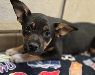 Adoptable pet photo