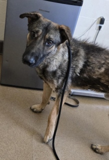 Stanley, a Shepherd (mix breed), available for adoption