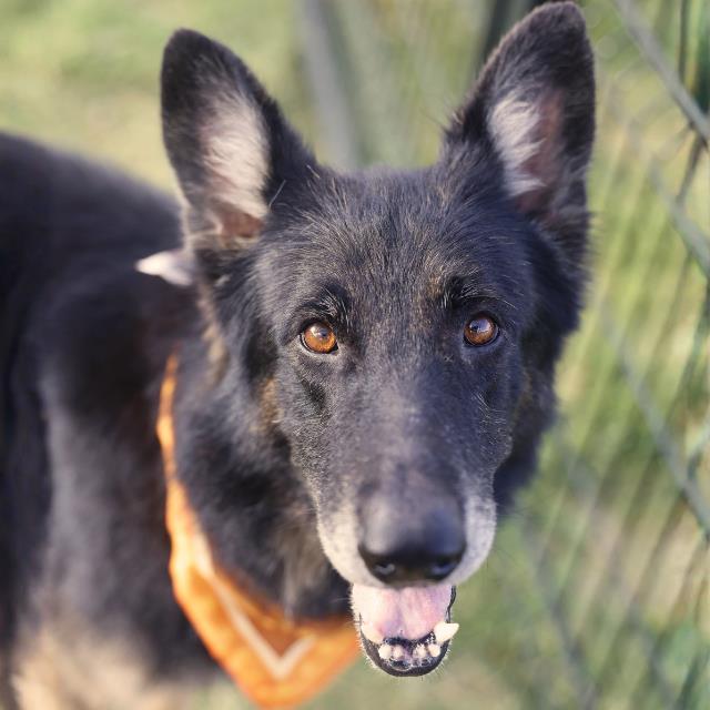 Marcus, a German Shepherd, available for adoption