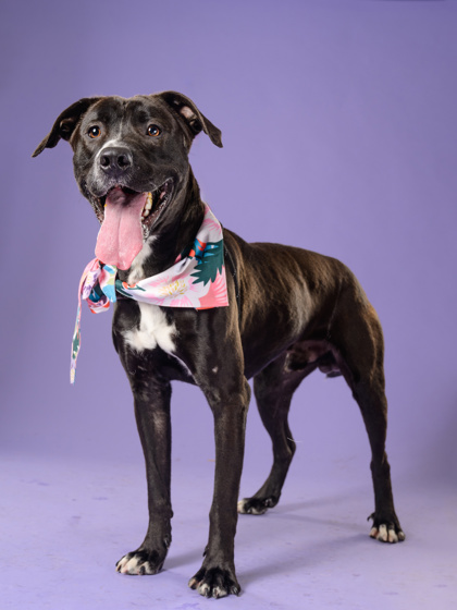 Pepper9, a Black Labrador Retriever, available for adoption