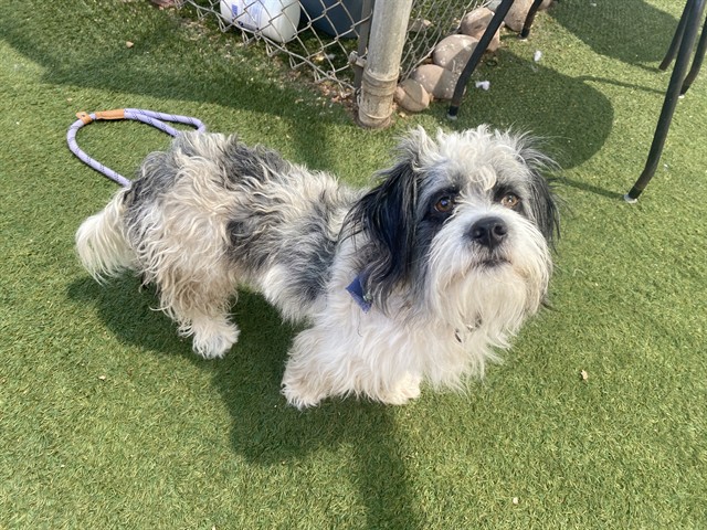 Twirler, a Shih Tzu (mix breed), available for adoption