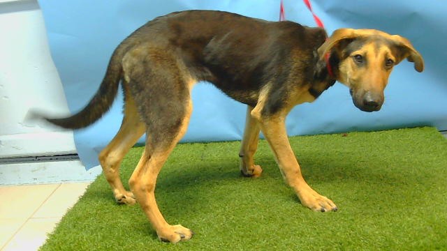 A5790814, a German Shepherd, available for adoption