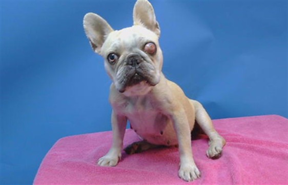 A5791106, a French Bulldog, available for adoption