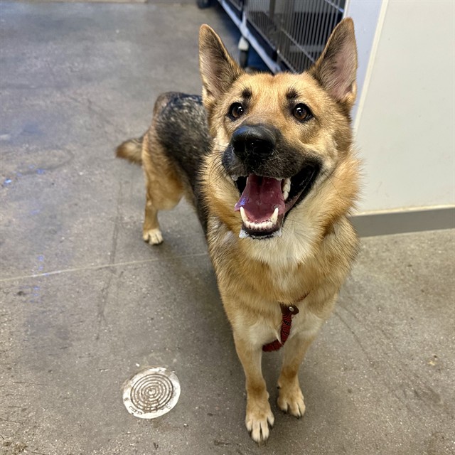 Henry, a German Shepherd, available for adoption