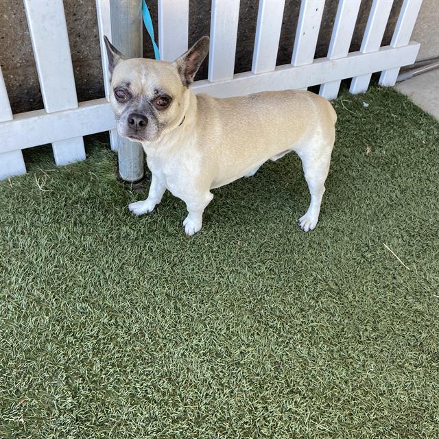 Ooshi, a French Bulldog, available for adoption