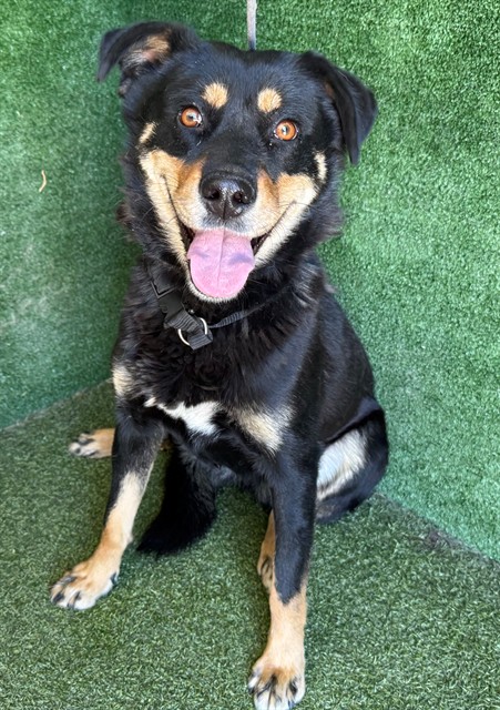Pearl, a Rottweiler, available for adoption