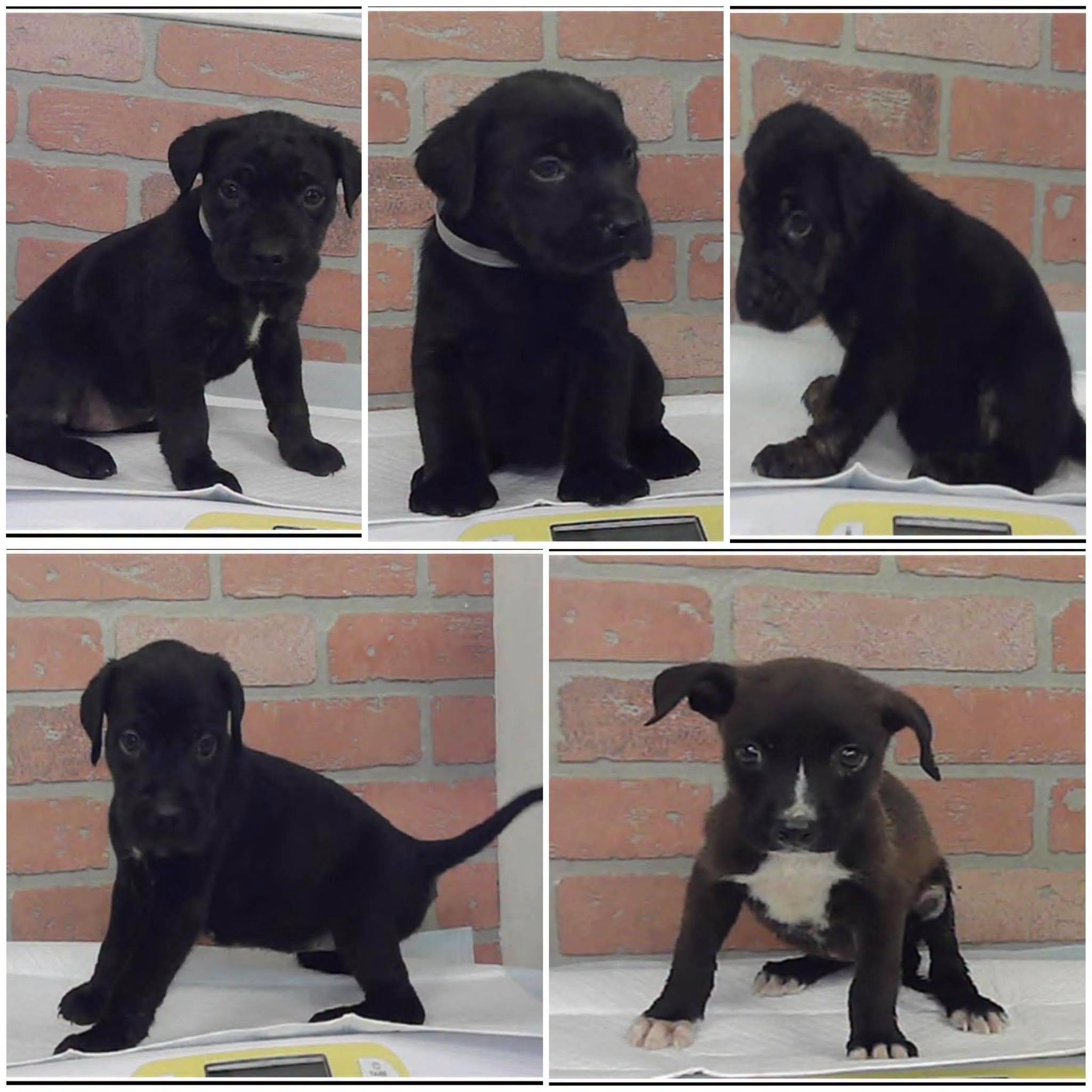 Litter Of Puppies, a Labrador Retriever, available for adoption