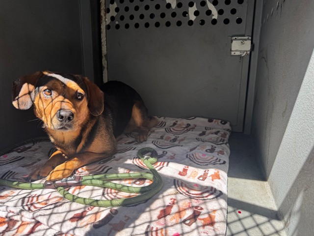 Poncho, a Beagle, available for adoption
