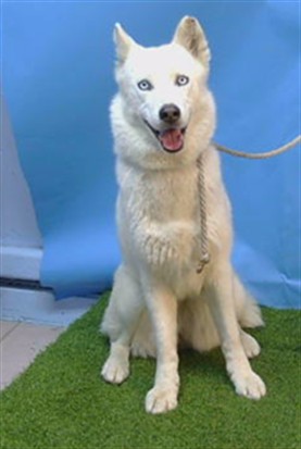 A5792430, a Siberian Husky, available for adoption