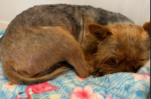 Simba, a Silky Terrier, available for adoption