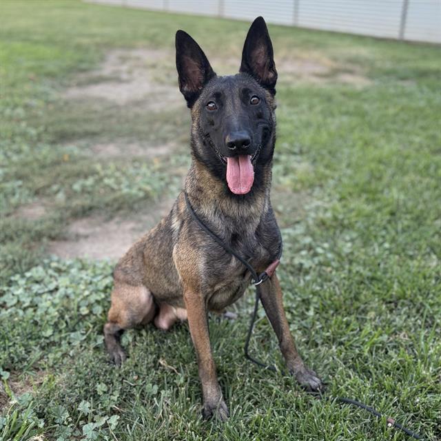 Adoptable pet photo