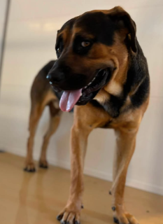 Other Photos of thie Dog