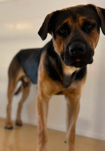 Buster, a German Shepherd, available for adoption