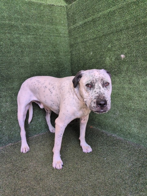 Capone, a Bullmastiff, available for adoption