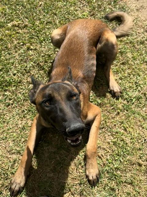 Maverick, a Belgian Shepherd Malinois, available for adoption