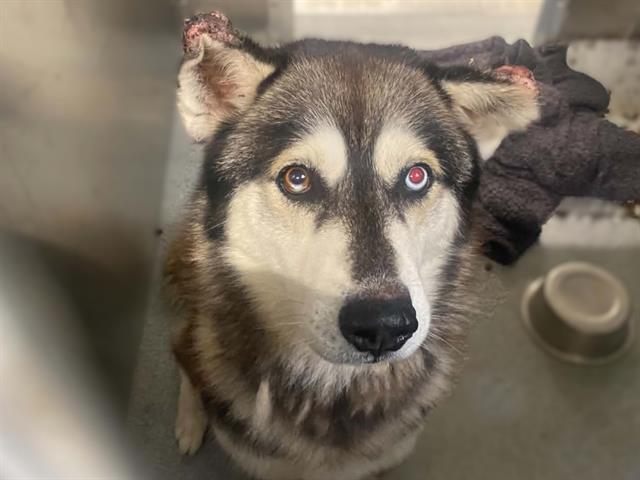 Zanky, a Siberian Husky, available for adoption