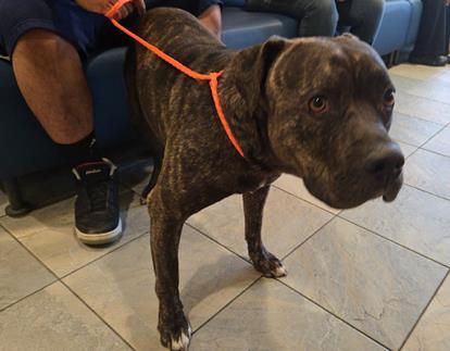 Perry, a Pit Bull Terrier, available for adoption