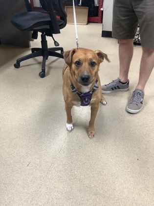 Koda, a Shepherd, available for adoption