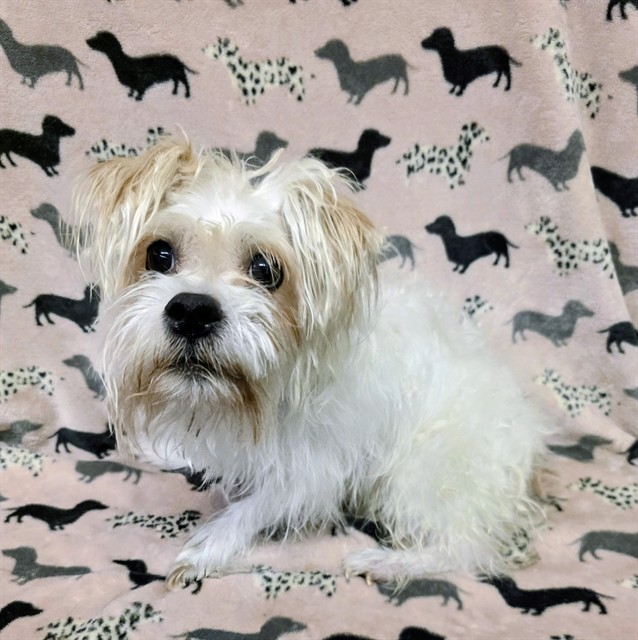 Theodore, a Maltese, available for adoption