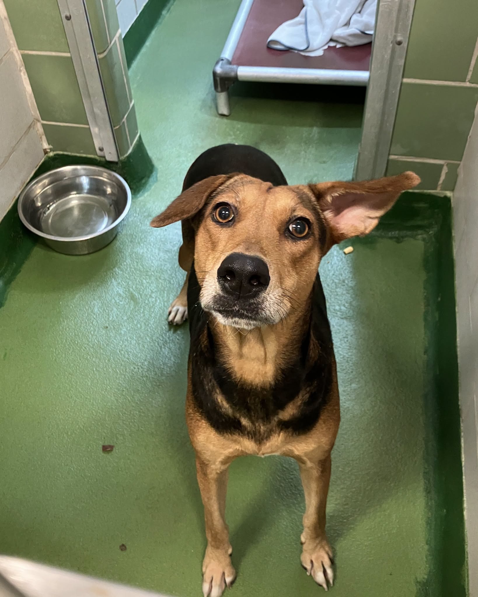 Tudy, a Hound (mix breed), available for adoption