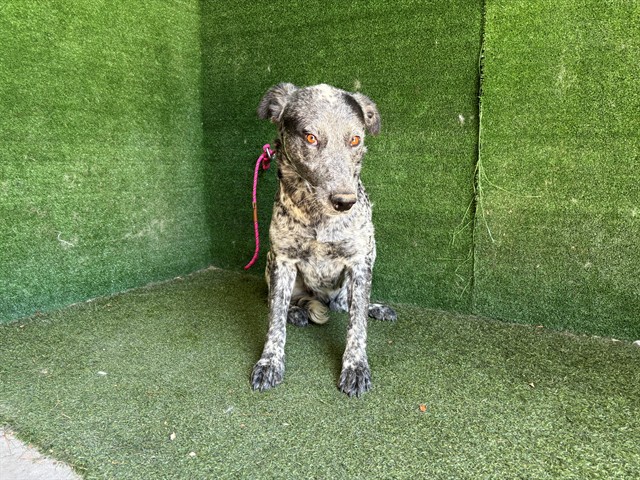 Pina, a Australian Cattle Dog/Blue Heeler, available for adoption