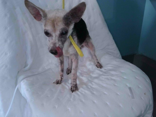Bella, a Jack Russell Terrier, available for adoption