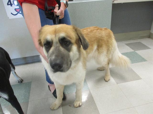 Adoptable pet photo