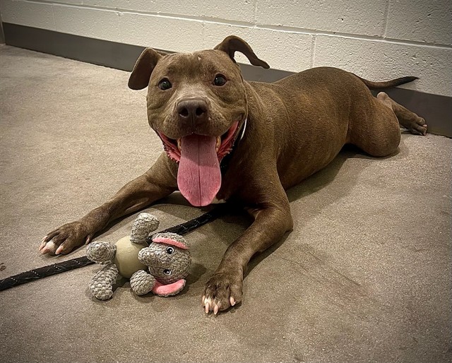 Adoptable pet photo