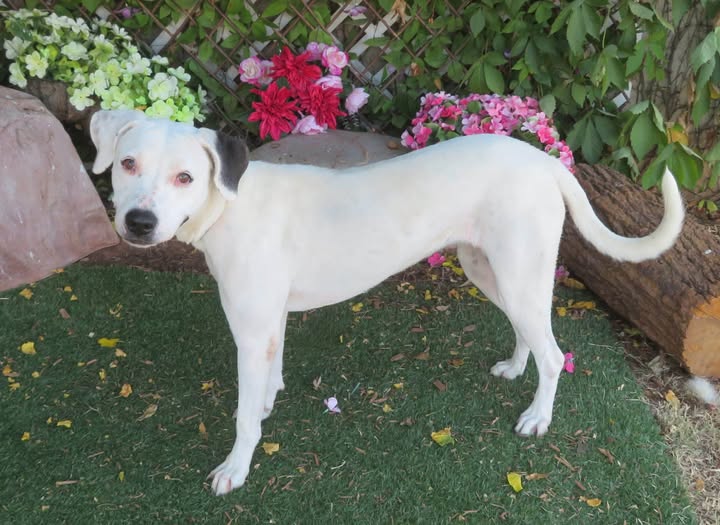 Adoptable pet photo