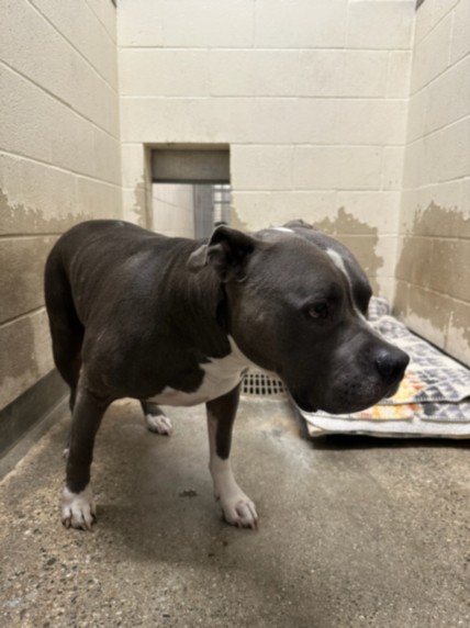 Adoptable pet photo
