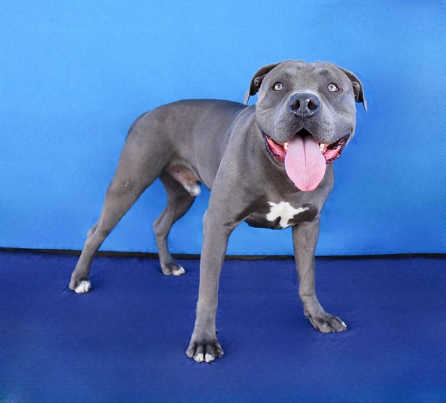 Pressure, a Bullmastiff, available for adoption