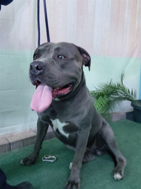 Adoptable pet photo