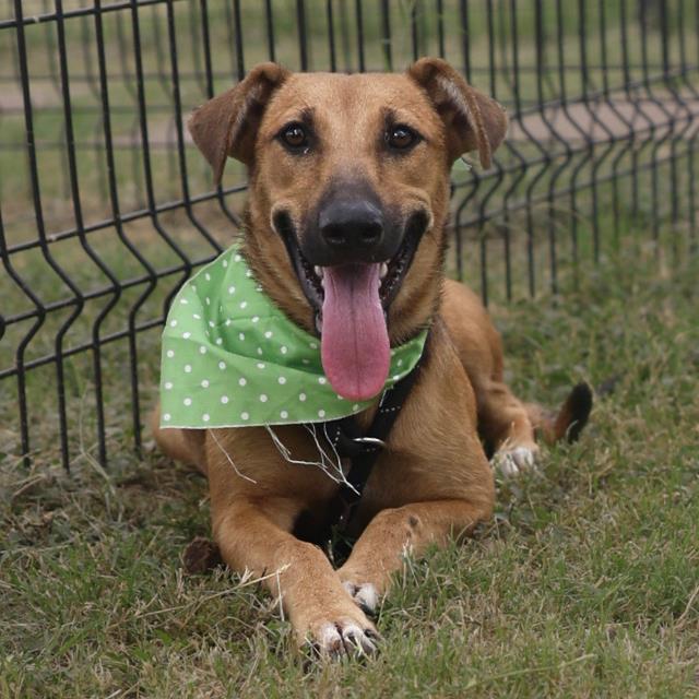 Adoptable pet photo