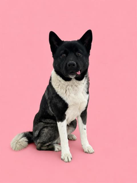 Adoptable pet photo