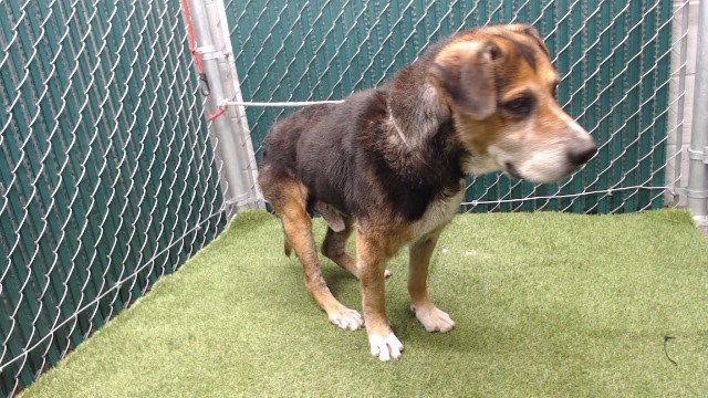 Adoptable pet photo
