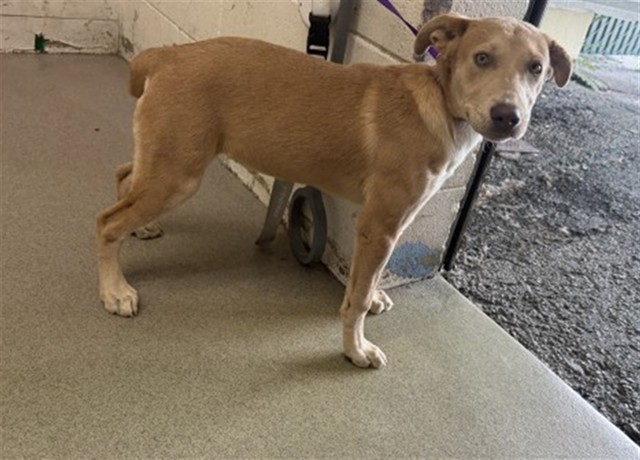 Pit Bull Terrier available for adoption