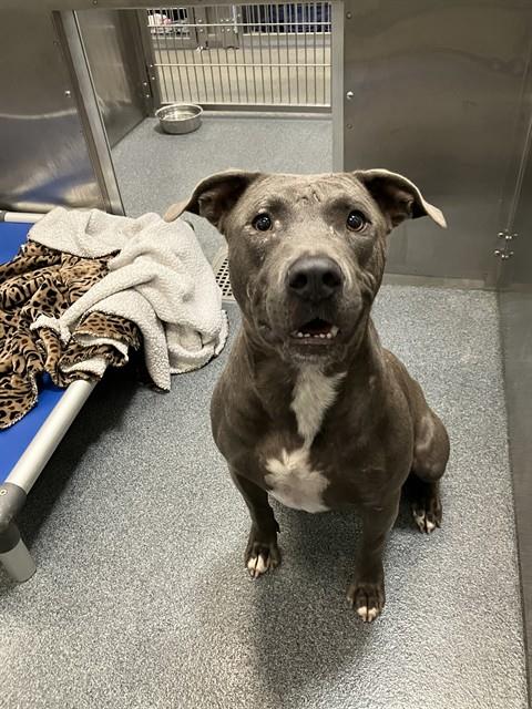 Bucky, a American Staffordshire Terrier (mix breed), available for adoption