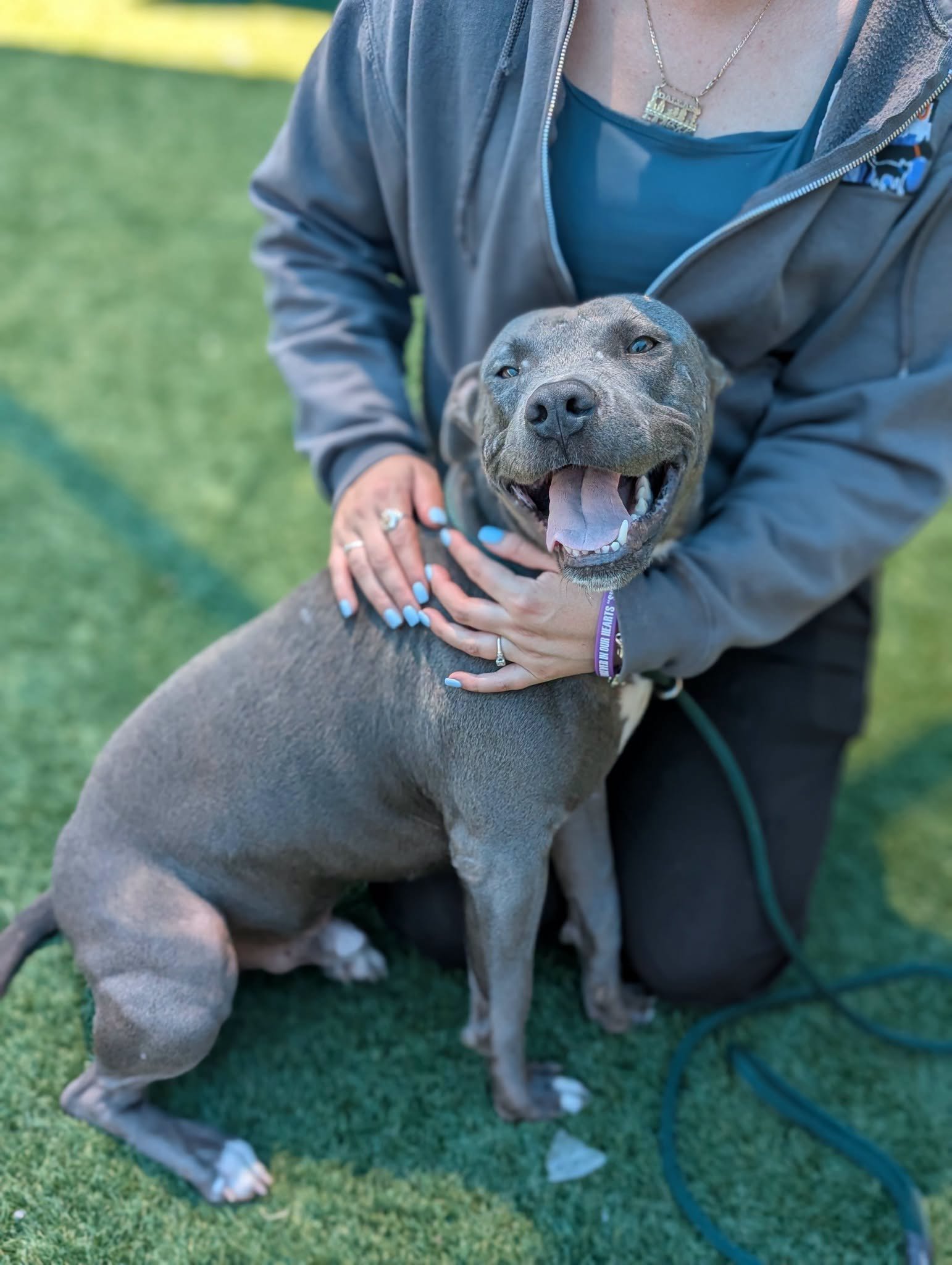 Bucky, a American Staffordshire Terrier (mix breed), available for adoption